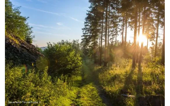 Pfad im Briloner Wald