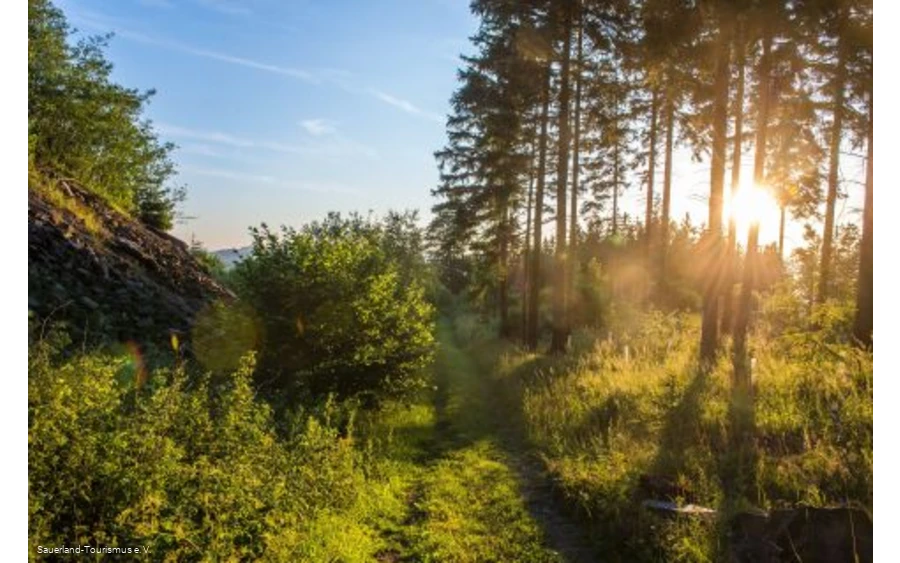 Pfad im Briloner Wald