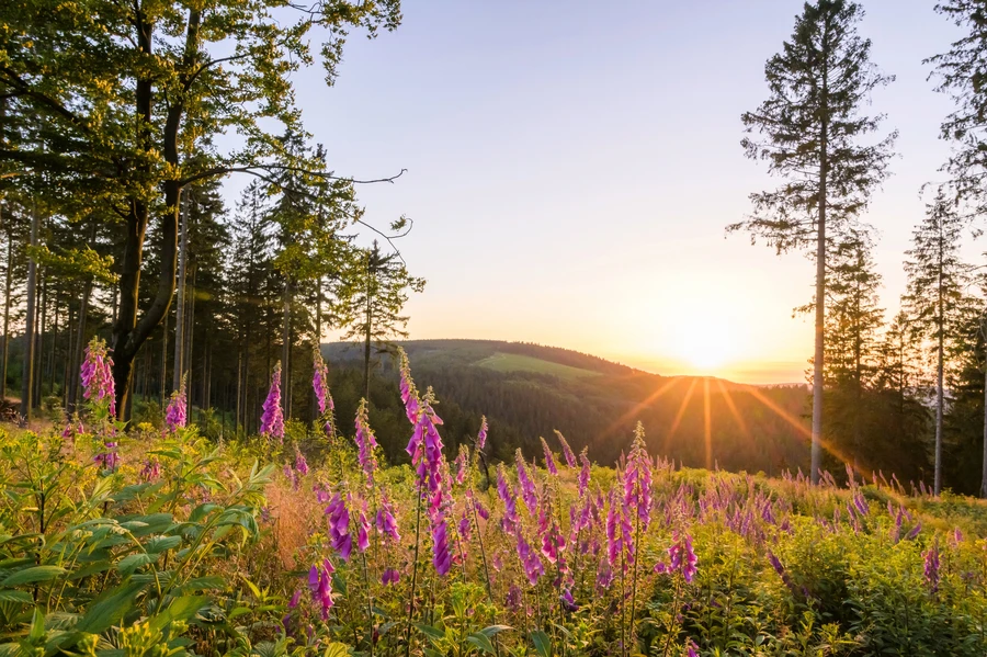 Sauerland_Landschaft.jpg