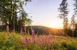 Sauerland_Landschaft.jpg